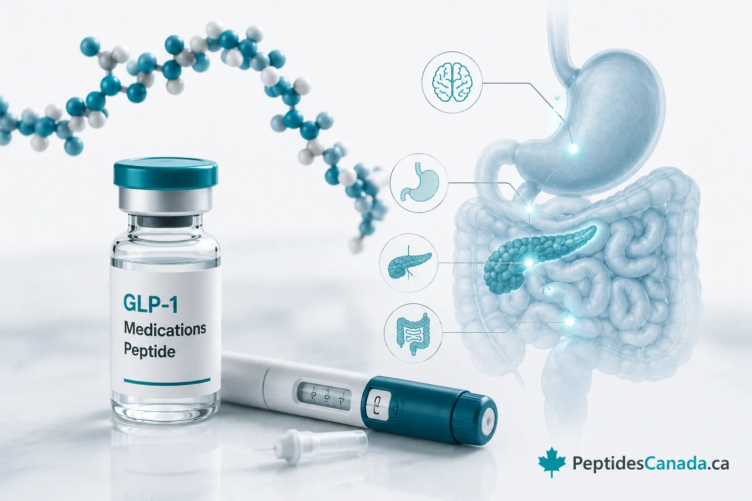How GLP-1 medications work
