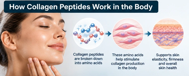 How collagen peptides work in the body